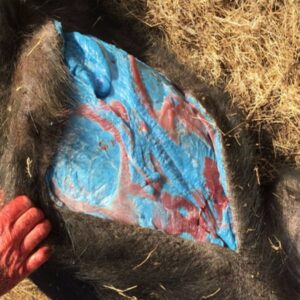 abdde mavi domuz alarmi yetkililer uyari ustune uyari yayimladi lV8zVzgl