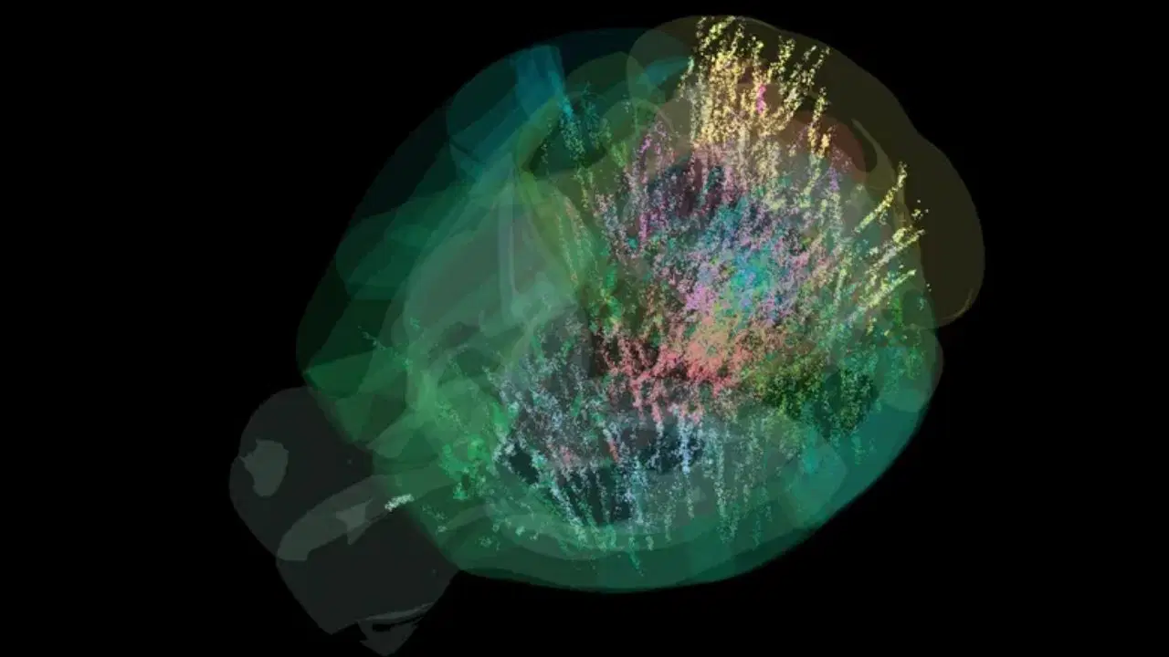 beyin aktivitesinin tam haritasi ilk kez cikarildi karar verme sureci sandigimizdan cok daha karmasik f3Bjwkqn