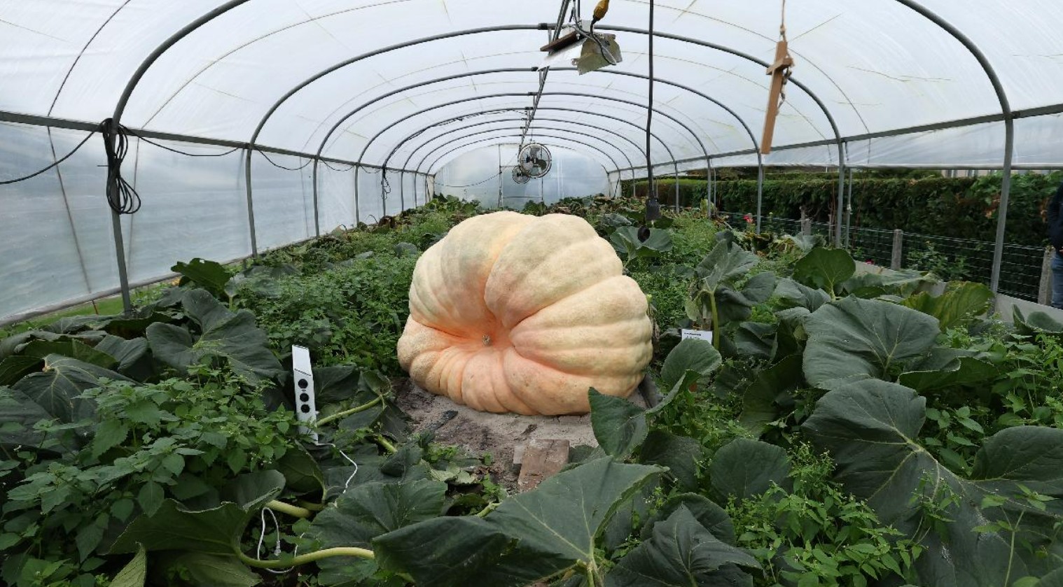 dev balkabagi resmen tum tarlayi ele gecirdi yetistiren ciftciler saskina dondu Qys2wIgU