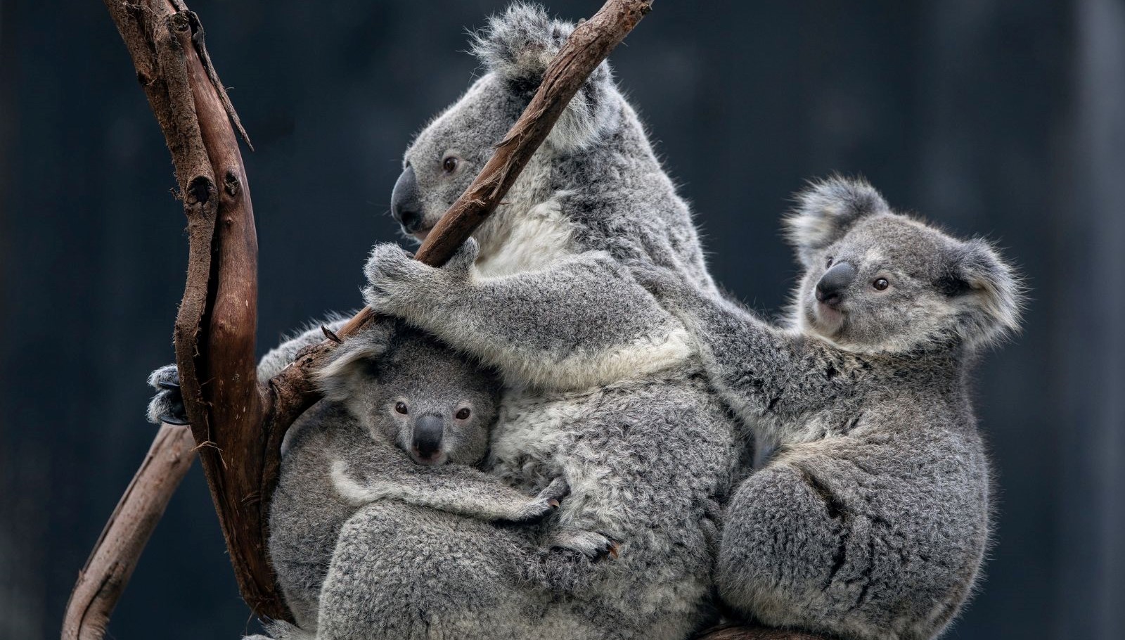 dunyada ilk koalalar yok olustan tek bir asiyla kurtulacak WQ26RZ74