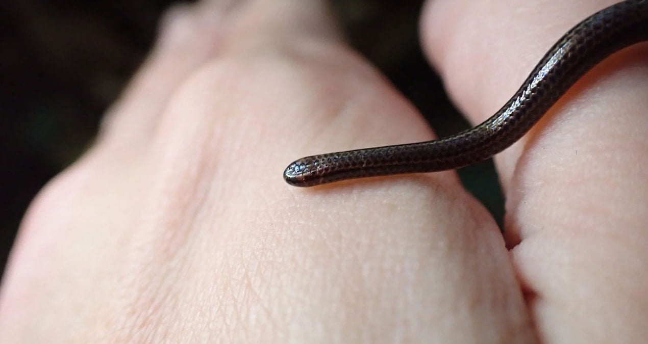 uzmanlar mucize dedi dunyanin en kucuk yilani 20 yil sonra geri dondu vbeFXZBP