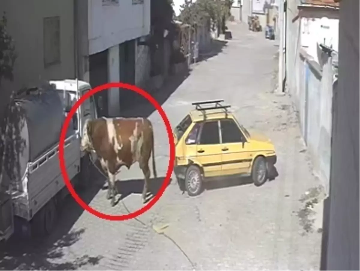 boga park halindeki araca zarar verdi w7rvlqHa.jpg