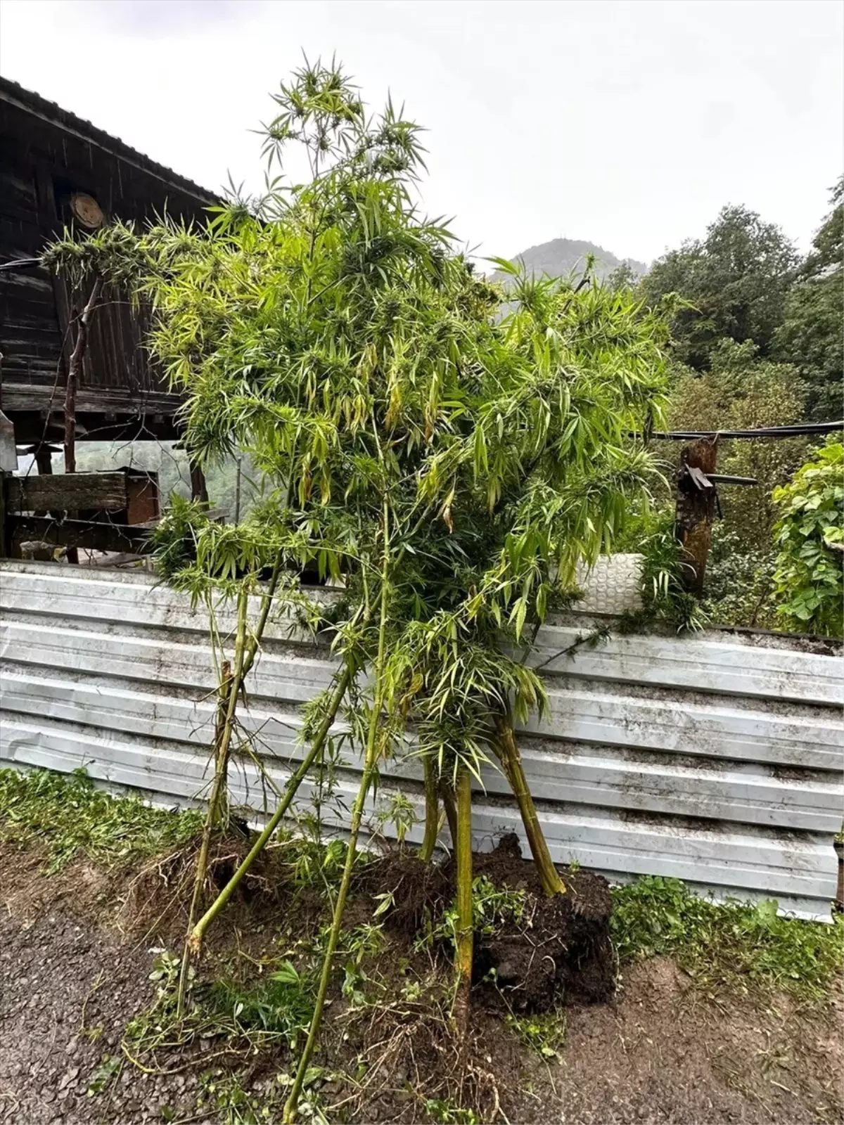 borckada uyusturucu operasyonu JHQw8r2u.jpg