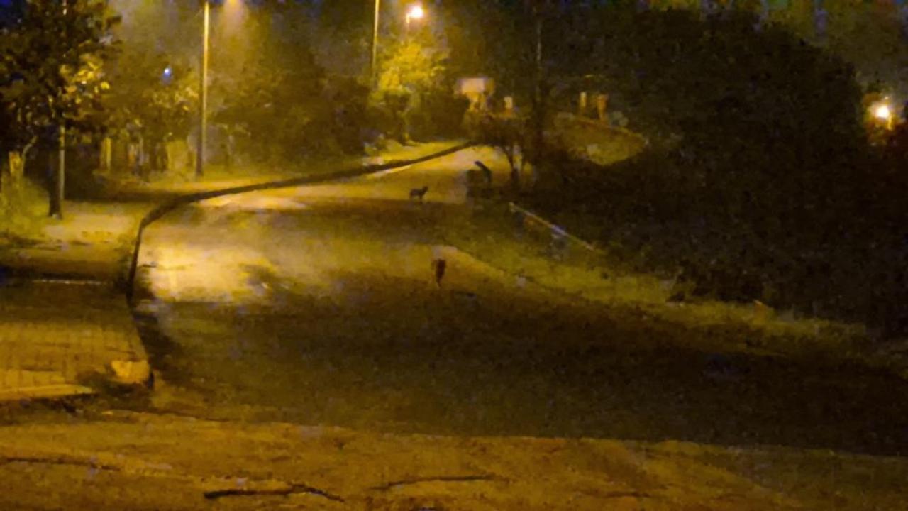 cakallar sehir merkezini mesken tuttu KIXqFmMR.jpg