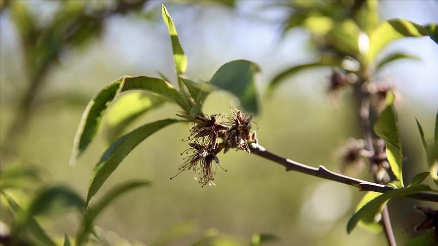 zirai dondan etkilenen ureticilere yeni destek odemesi LtgzzkS8.jpg