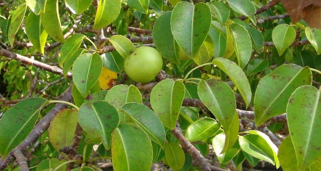 Dikkat! Bu Ağacın Meyvesi Hayati Tehlike Taşıyor