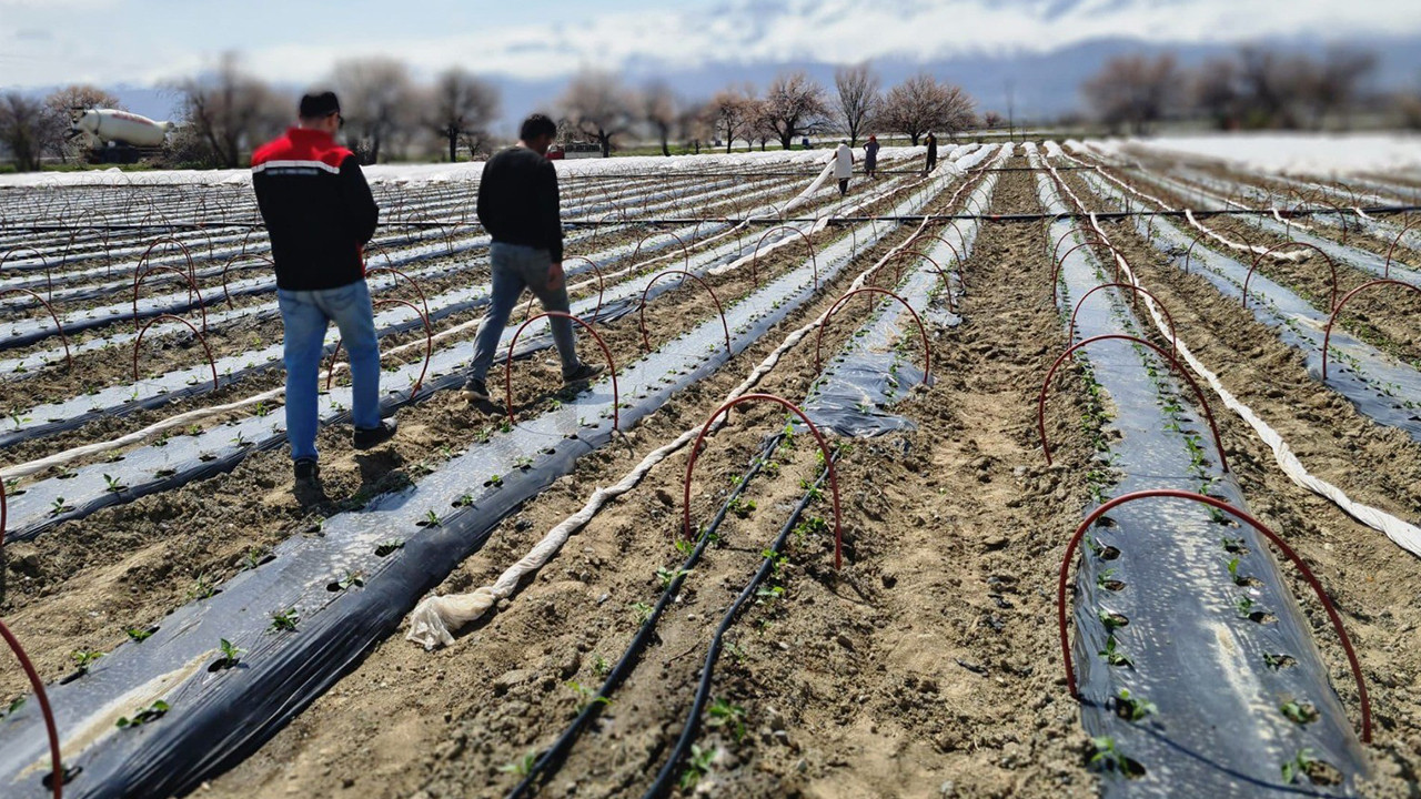 Erzincan’da 100 Bin Biber Fidesi Toprakla Buluştu