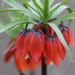 siirtte-karlar-eriyince-ortaya-cikti-ters-laleler-cicek-acti-n55veF9j