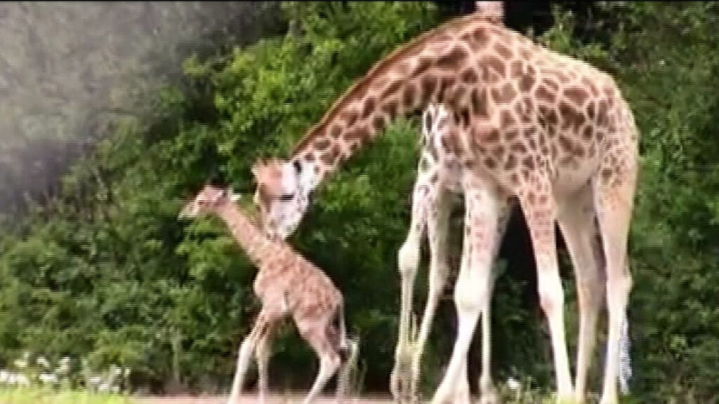 zurafanin-yavrusu-yetim-dogdu-tLXcxKDN