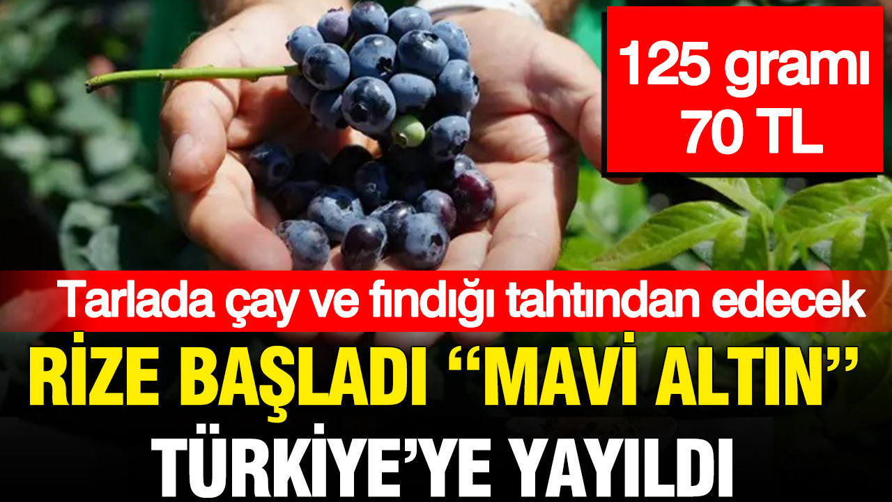Gram gram servet 125 grami 70 tl olan mavi altin turkiyeyi sardi HZYTj2Hp